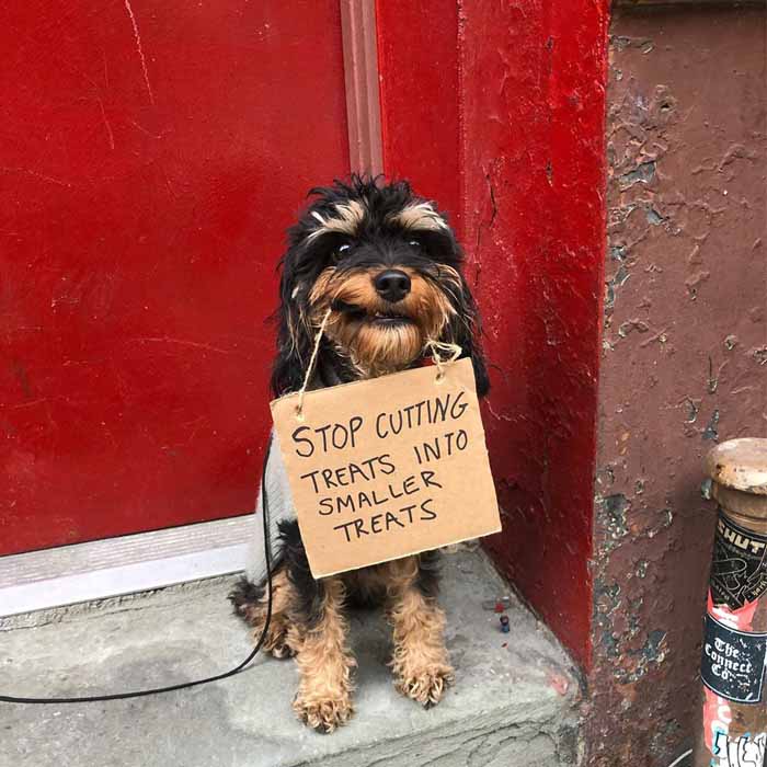 Dog with a sign: Dog with a sign has another unprecedented demand