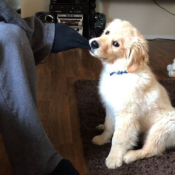 Golden Retrievers: He needs my socks right now.