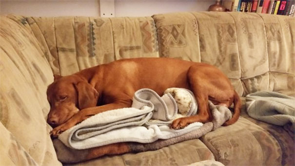 He's not allowed to sleep on the couch. But he can sleep on his blanket! How clever!