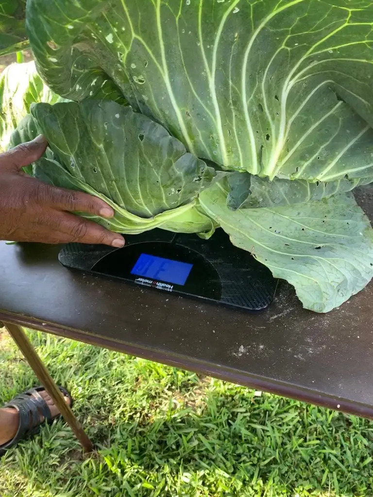 31 pound cabbage