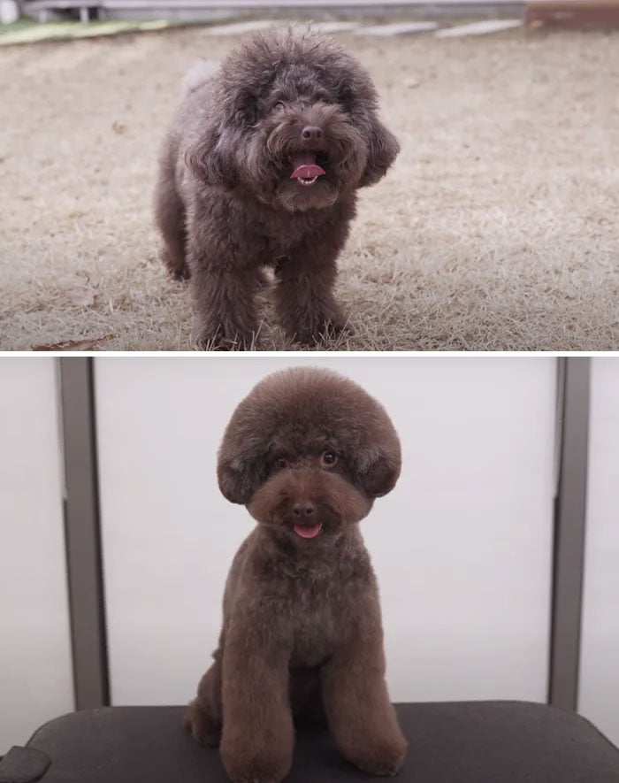 Pet Groomers 101 - The before picture was adorable as well.
