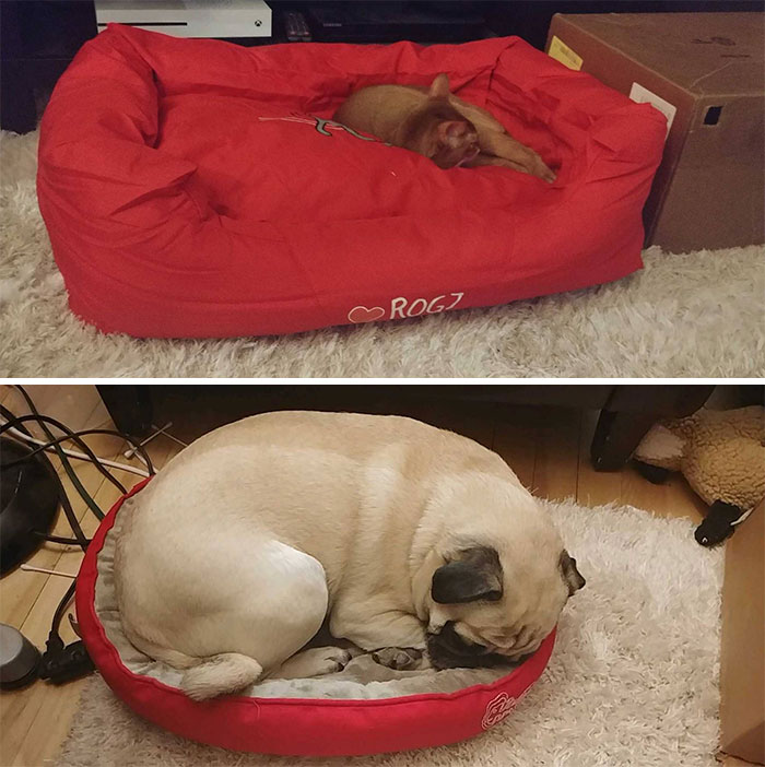 Cat And Dog Enjoying The New Beds We Just Got Them