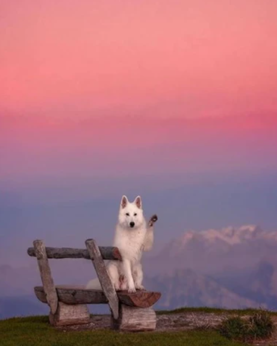 Majestic white shepherd