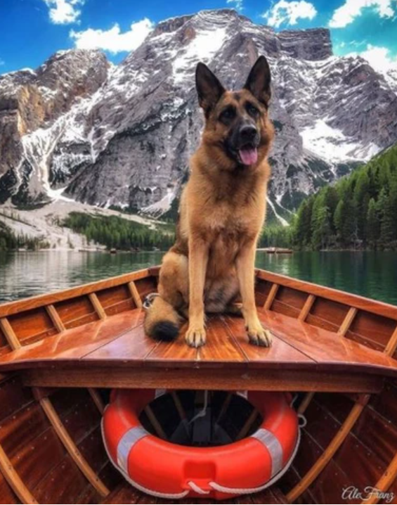 The german shepherds are so faithful