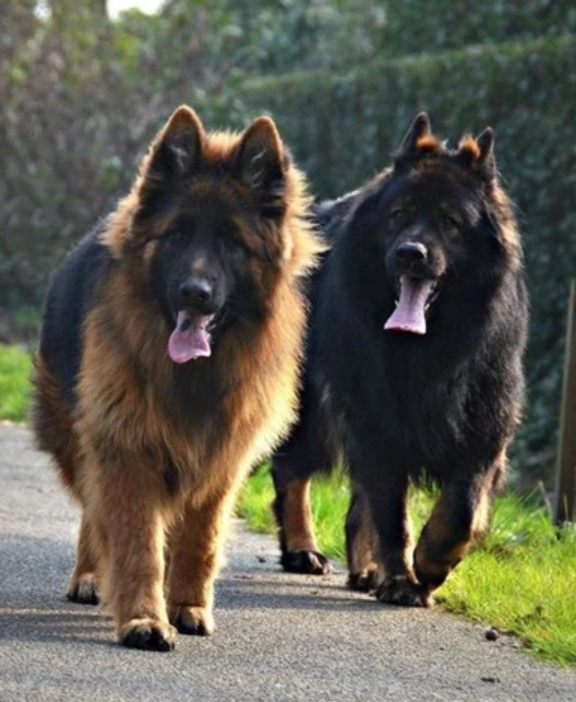 Long coat beauties