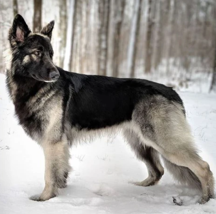 The black and white german shepherd standing in the snow