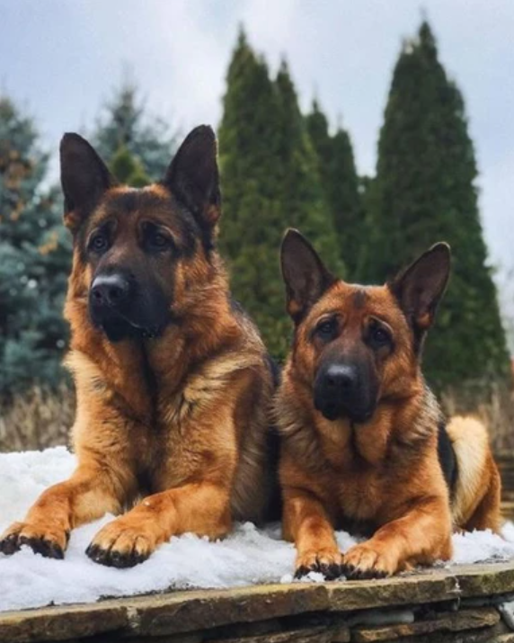 The most loyal german shepherds, Harry & company