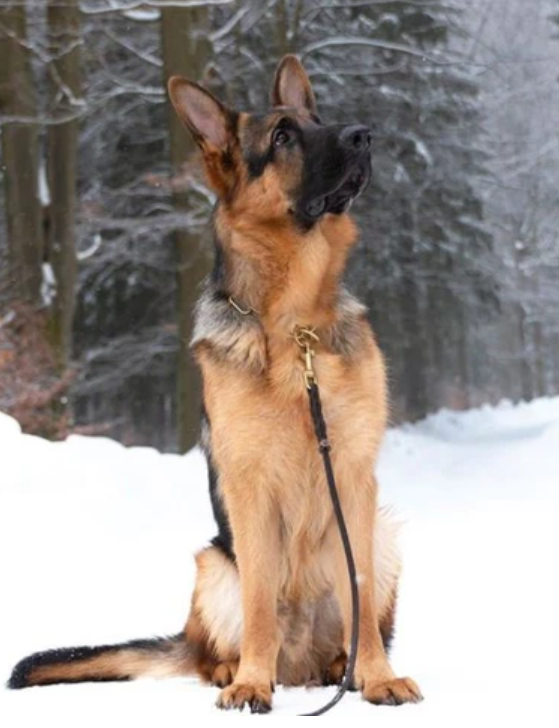 One of the best german shepherds that will melt your heart