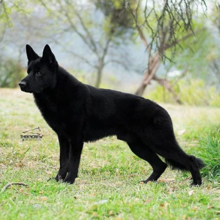 This is a black beauty