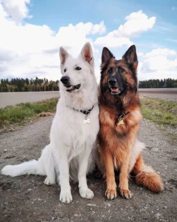 Striking best friends, the best german shepherds 