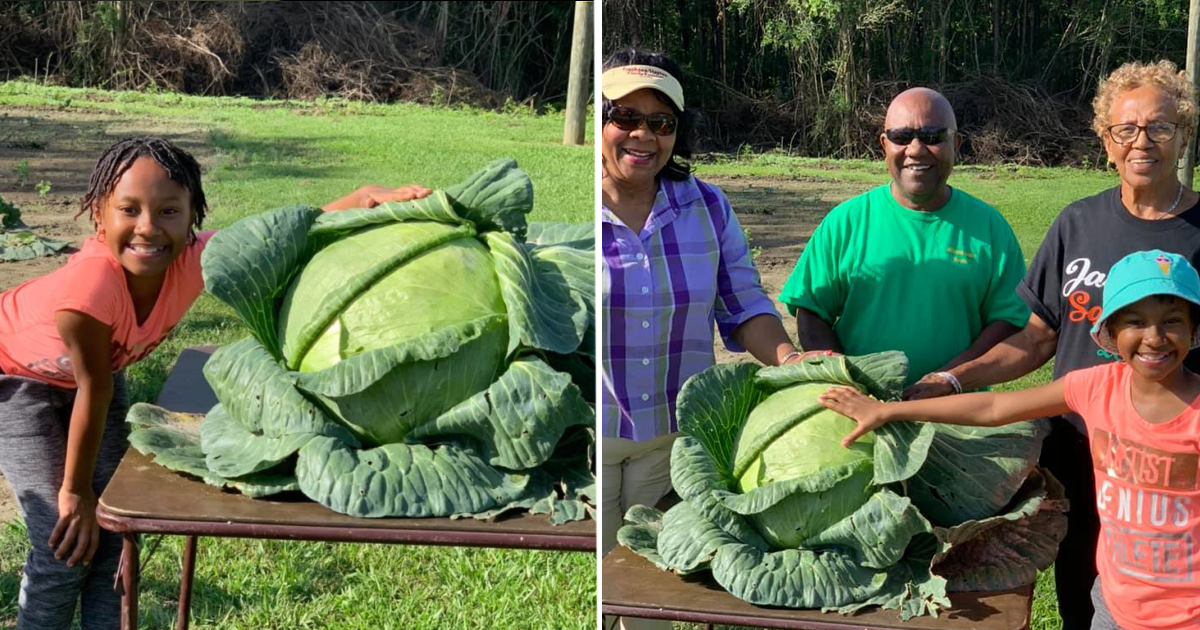 Kyra's 31 pound cabbage