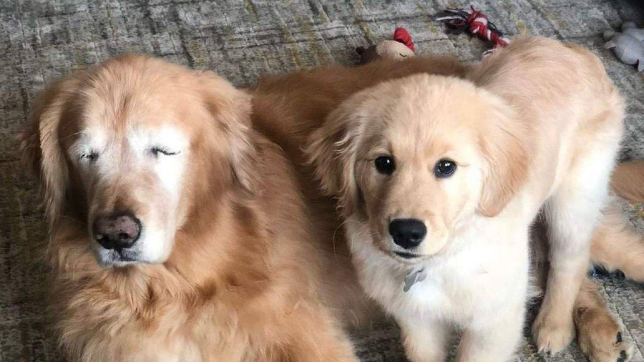 Blind Golden Retriever Gets Adorable "Seeing Eye" Puppy