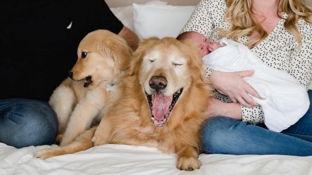 Charlie got another golden retriever as a companion