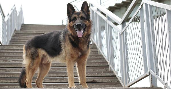 german shepherd