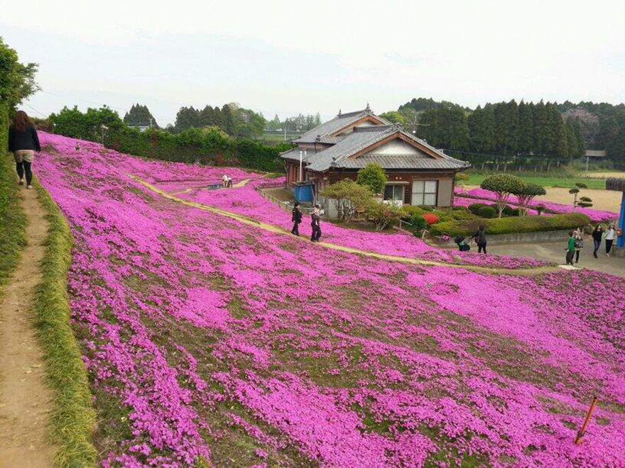 The result was thousands of scented flowers in the garden