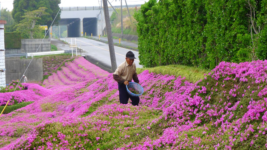 Loving Husband: And her loving husband spent two years planting this beautiful flower garden to make her feel better 