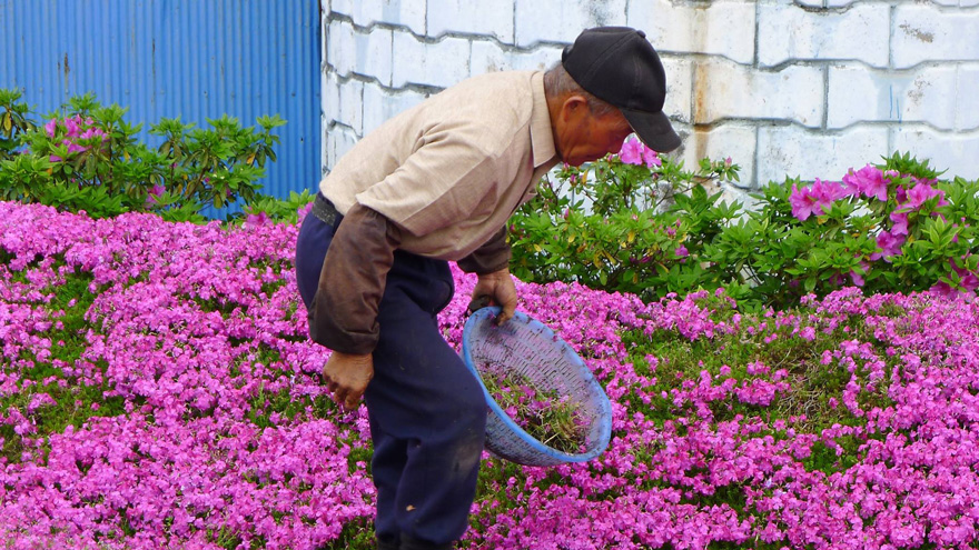 He planted more and more flowers