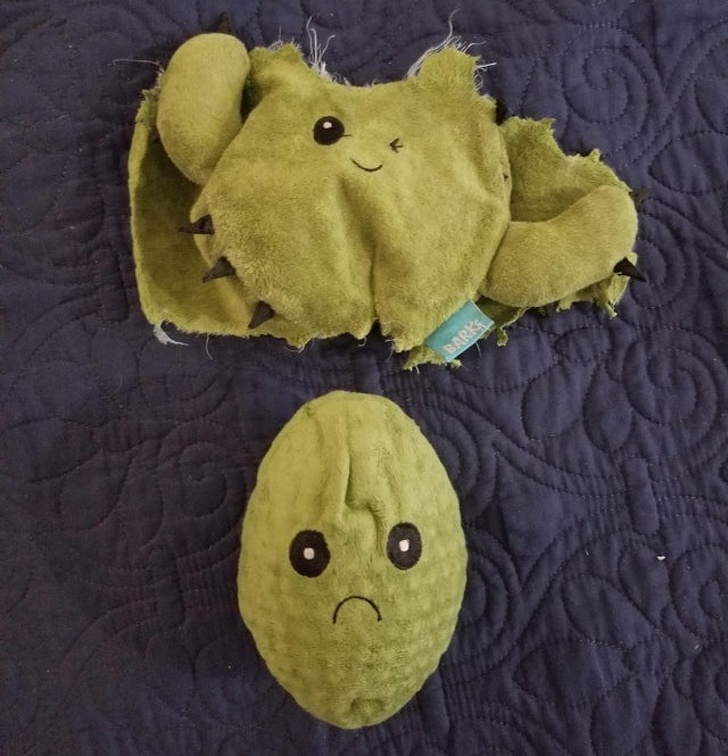 My dog tore this cactus toy apart. We never knew it had another sad cactus toy inside!