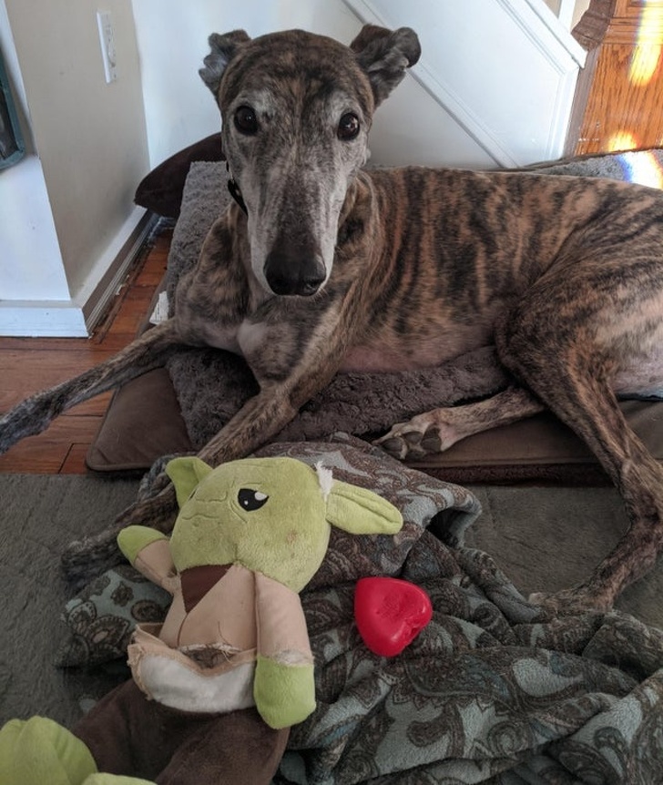 My dog was happy to find the squeaker in his toy!