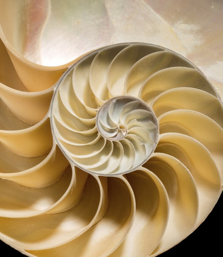 What a nautilus looks like on the inside