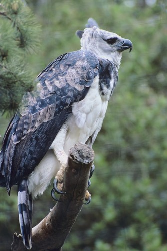 Harpy eagle