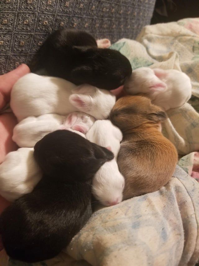 I See Your Bunny And Raise You Seven More