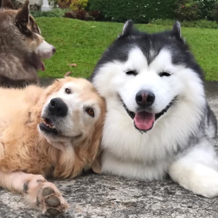 Apart from being cute, Maru loves to interact and play with his friends