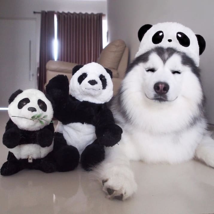 Maru loves to spend time with his most loved pandas