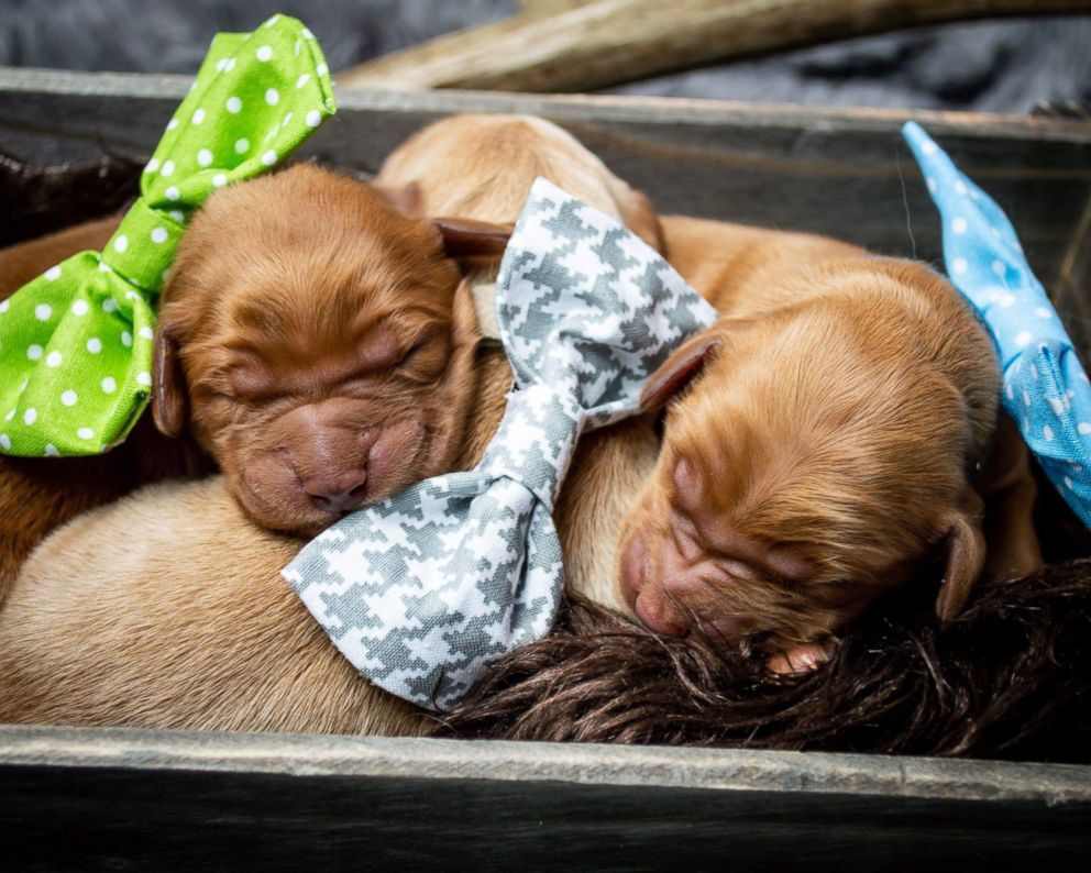 litter pf puppies