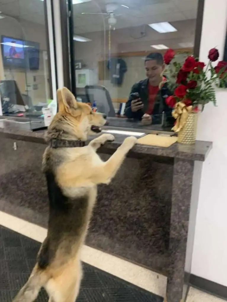 In the early hours of a cold February morning in Texas, somebody arrived at the Odessa Police Department to report a missing dog in the local area