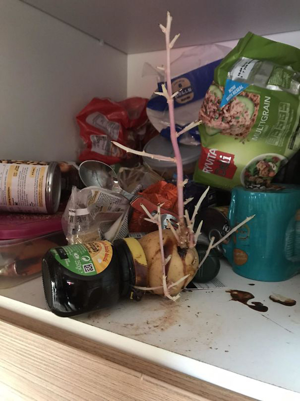 My Flatmate Isn’t The Biggest Fan Of Hygiene. This Festive Potato Managed To Grow In His Cupboard