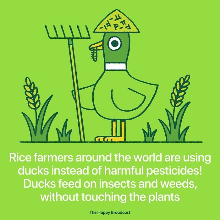 Let's not use pesticides anymore! 