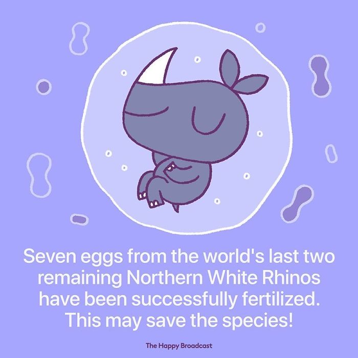 We'll see more rhinos! A good piece of news for sure!