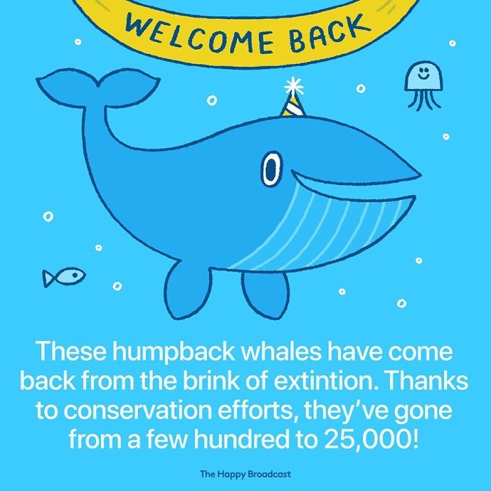 Humpback whales make a comeback!