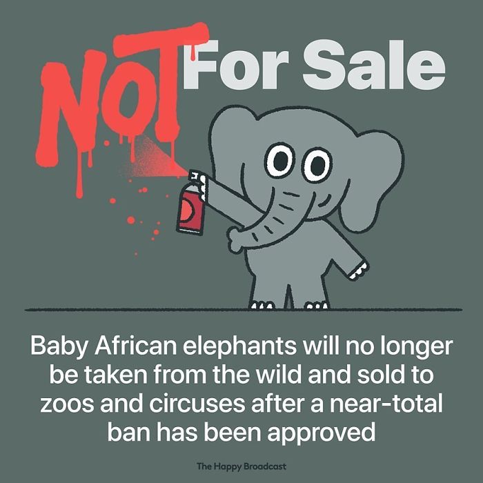 Baby African Elephants are free! 
