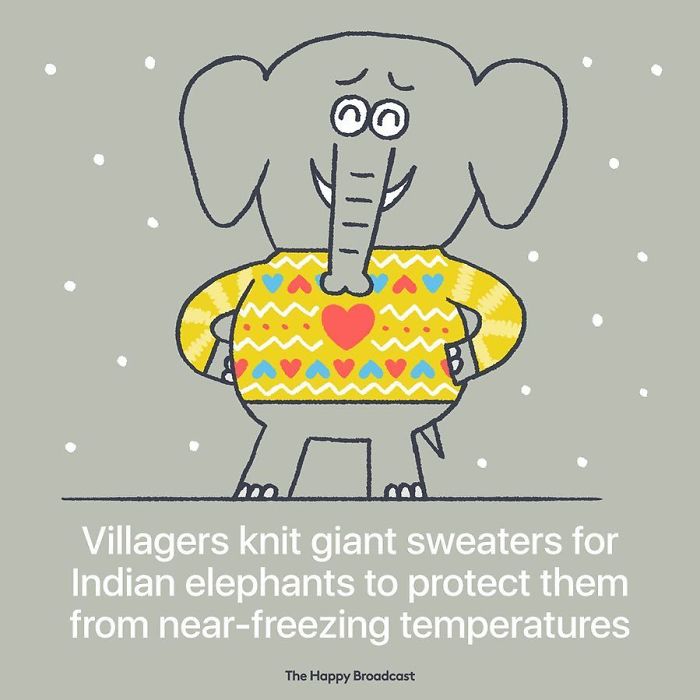 Villagers gift knitted sweaters to the Elephants.
