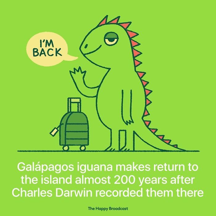 Best of news: Iguana makes a comeback!