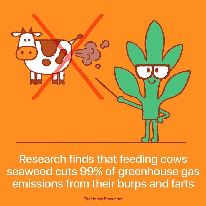 Best of news: Cows can cut the greenhouse gases