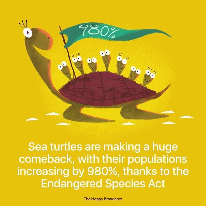 Sea Turtles are making a comeback!