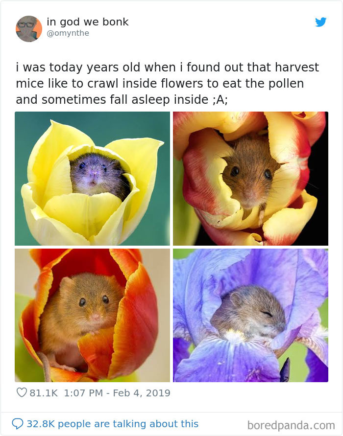 The harvest mice loves to crawl inside the flowers