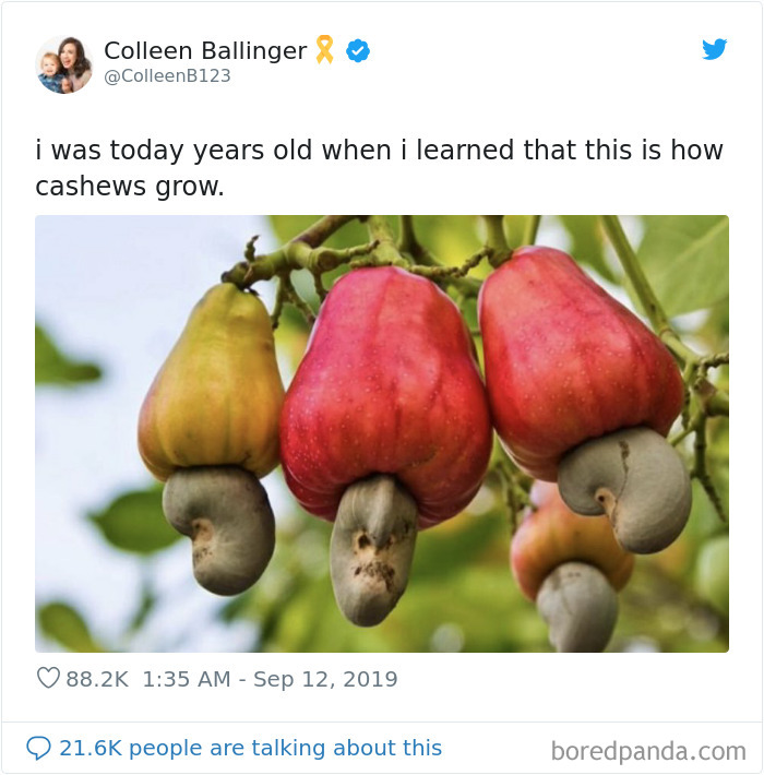 This is how the cashews grow!