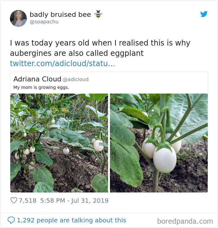 This is why aubergines are also called eggplants