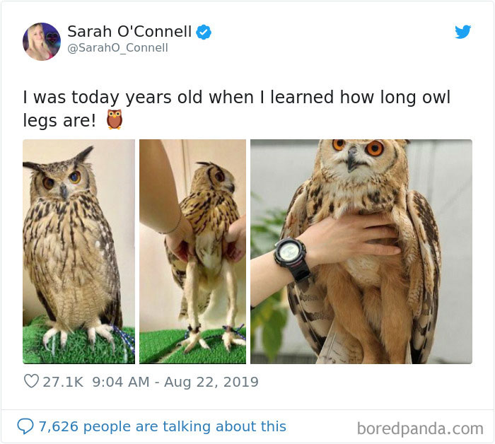 How long the legs of the owl are!