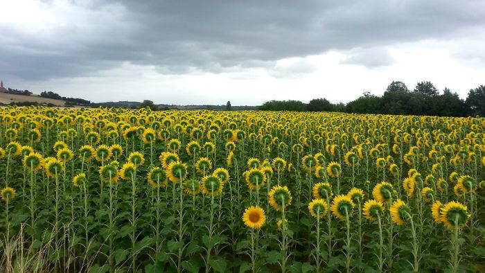 Incredible Photos: This sunflower defies the laws!!