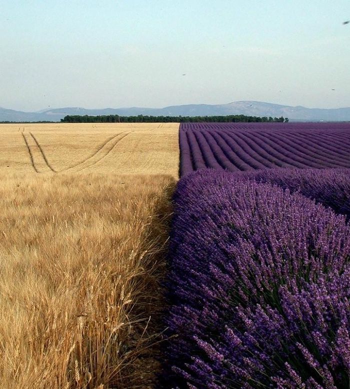 Incredible Photos: Can you guess what field is next to the lavender field
