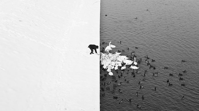 A man feeding swans in the snow