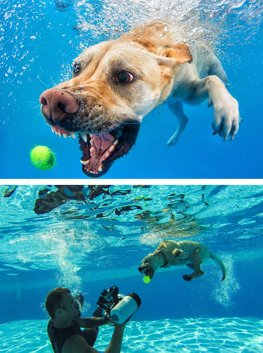 Underwater Dog