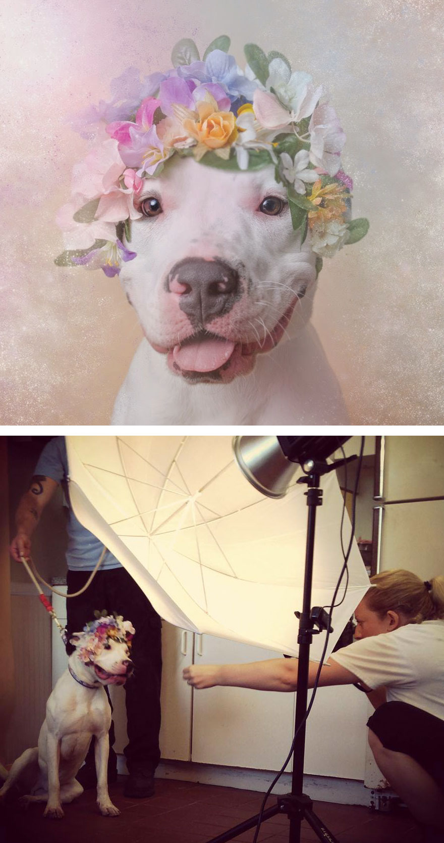 Behind The Scenes Of Pit Bull Flower Power Photoshoot