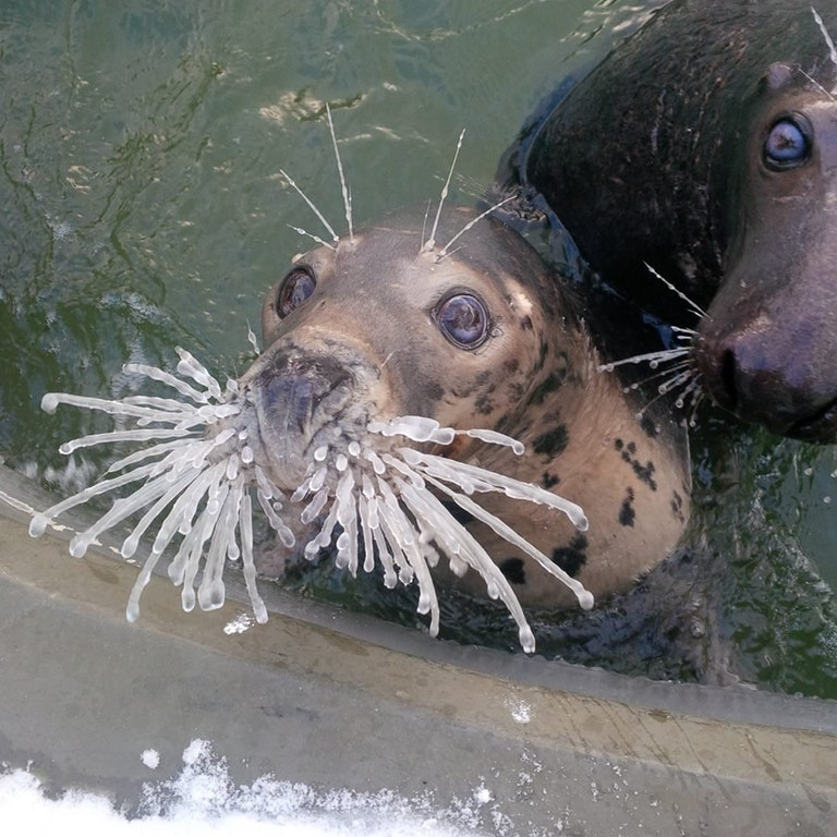 Their whiskers are frozen!