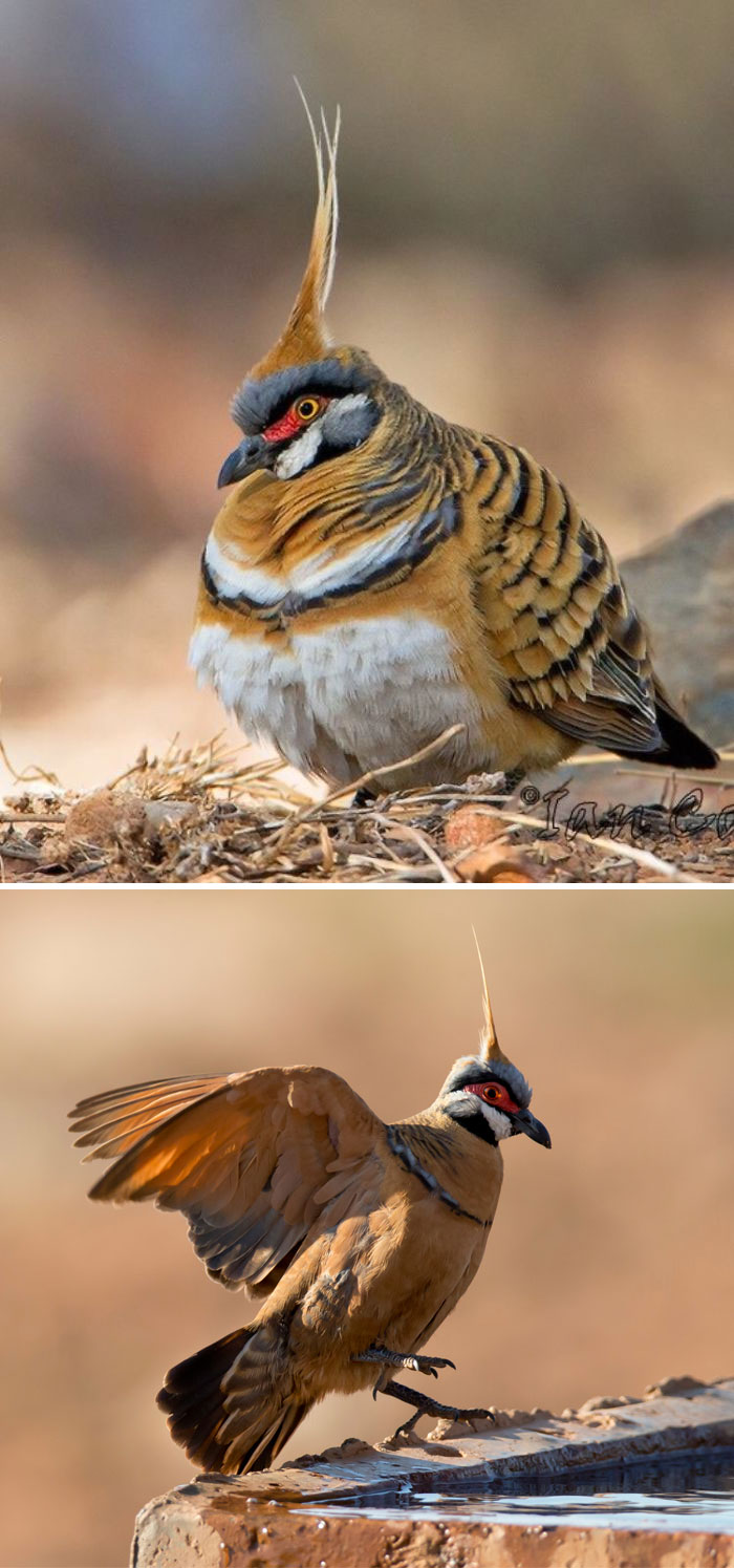 spinifex pigeon